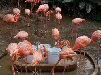 View of birds in sea