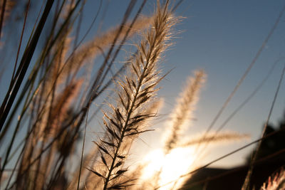 Close-up of stalks against the sky