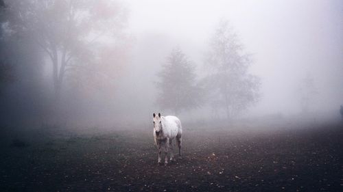 Horse standing on field in forest