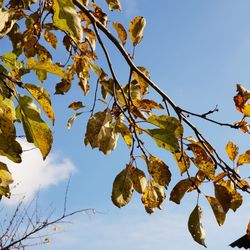 Low angle view of autumnal tree against sky