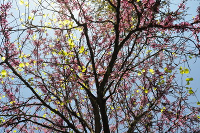 Low angle view of trees against sky