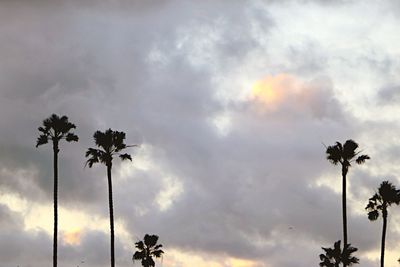 Low angle view of silhouette palm trees against sky