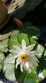 Close-up of lotus water lily in lake