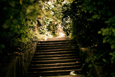 Low angle view of steps amidst trees in forest