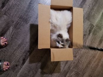 Portrait of dog in box