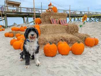 Portrait of dog sitting on a beach with pumpkins