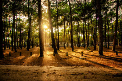 Trees in forest against sky