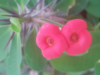 Close-up of flower growing outdoors