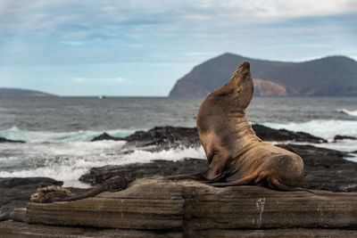 High angle view of sea lion on beach on a tropical island