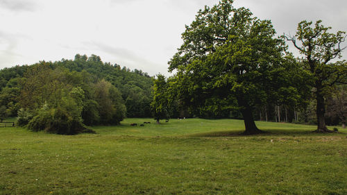 Trees on field against sky