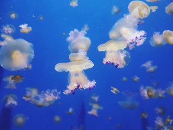 Close-up of jellyfish swimming in sea