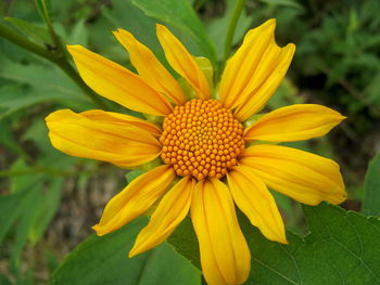 Close-up of yellow flower blooming in field