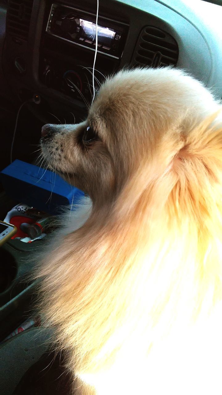 CLOSE-UP OF A DOG IN CAR