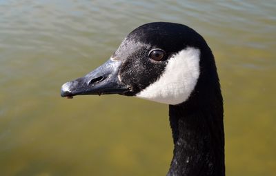 Close-up of a bird