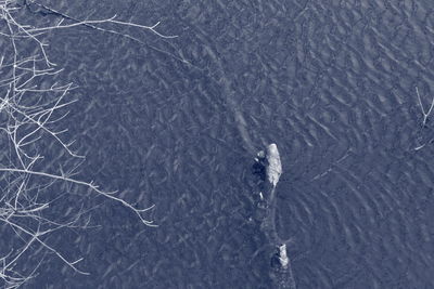 Reflection of trees in water
