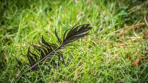 Close-up of feather on field