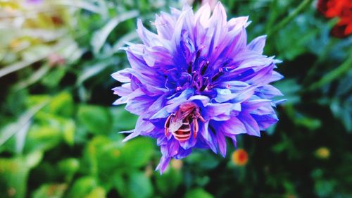 Close-up of purple flower blooming outdoors