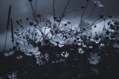 Close-up of flowering plants on field