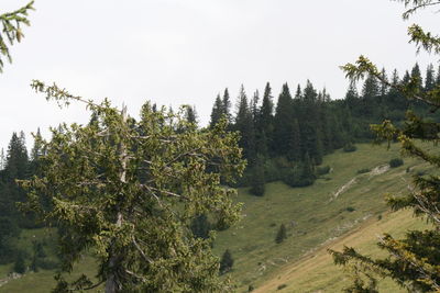 Trees in forest against sky