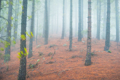 Foggy pine forest at red slopes with stones. nature landscape