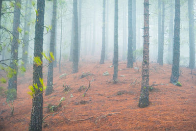 Pine trees in forest