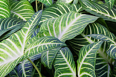 Close-up of green plant in garden