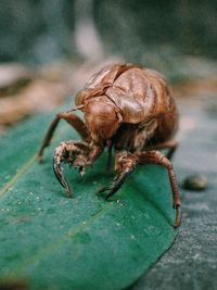 Close-up of insect