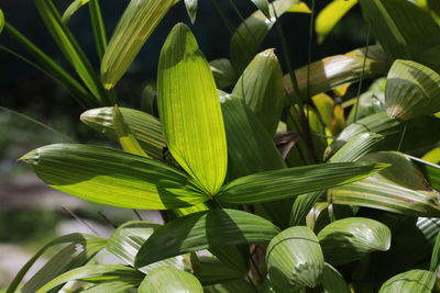 Close-up of green leaves