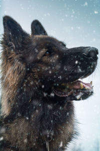 Close-up of dog during winter