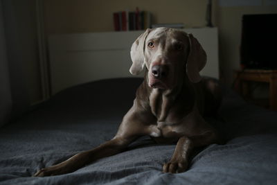 Dog lying on bed at home