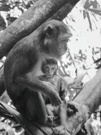 Monkey with infant sitting on tree