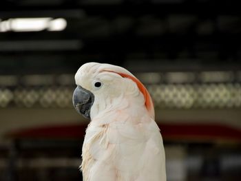 Close-up of a parrot