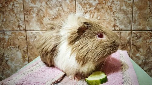 Close-up of a rabbit
