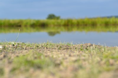 Close-up of grass in water