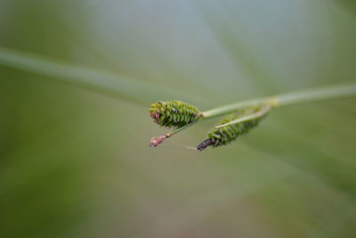 Close-up of insect on plant