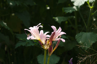 Close-up of pink flower