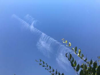 Low angle view of plants against blue sky