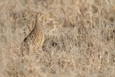 Surface level view of bird standing on field