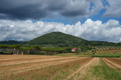 Scenic view of agricultural field against sky