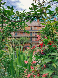 Plants in front of building