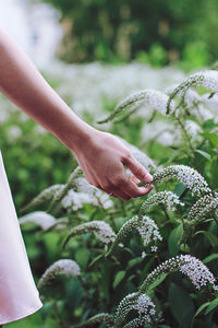 Cropped hand of woman touching plant