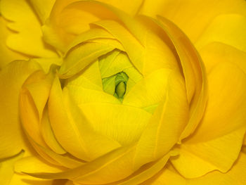 Full frame shot of yellow rose