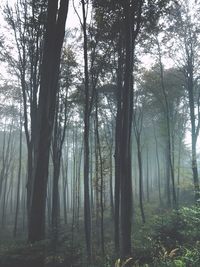 Trees in forest against sky