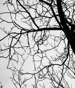 Low angle view of bare tree against clear sky