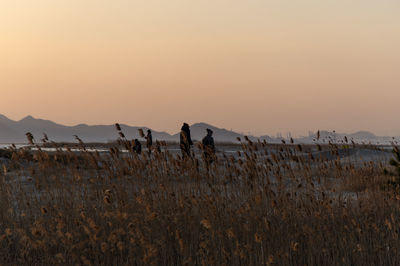 Scenic view of field against clear sky during sunset