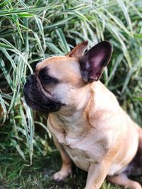 Close-up of a dog looking away