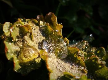 Close-up of leaf