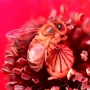 Close-up of red bug on flower