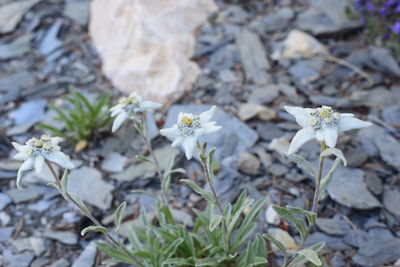 Close-up of white flowers