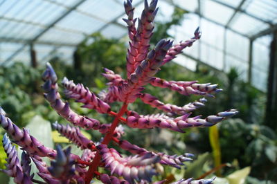 Close-up of purple flower buds at royal botanic gardens